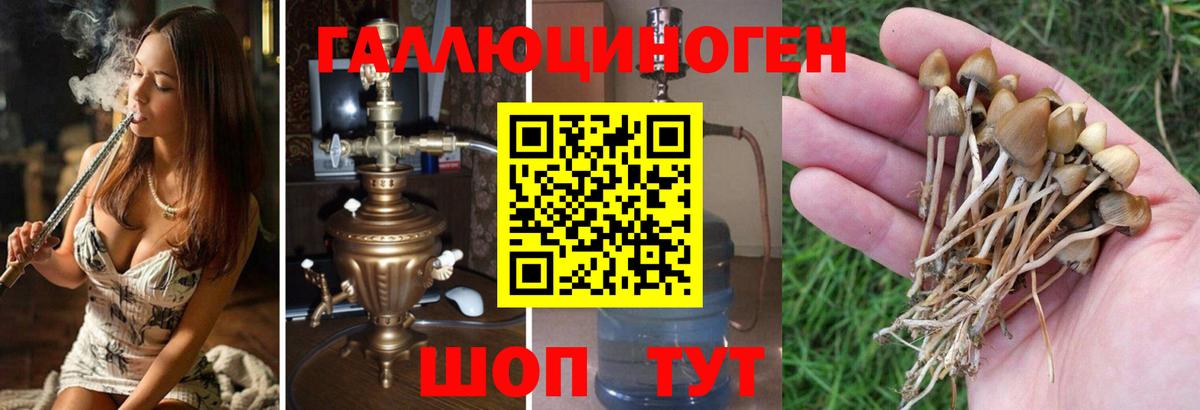 Галлюциногенные грибы Cubensis  Галлюциногенные грибы Psilocybine cubensis  Вход с VPN  Муром 
